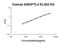 Angiopoietin Like 4 antibody, FEK0960, Boster Biological Technology, Enzyme Linked Immunosorbent Assay image 