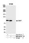 Vav Guanine Nucleotide Exchange Factor 1 antibody, NBP2-60730, Novus Biologicals, Western Blot image 