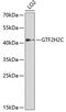 GTF2H2 Family Member C, Copy 2 antibody, 19-548, ProSci, Western Blot image 