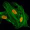 Histone Cluster 4 H4 antibody, GTX60906, GeneTex, Immunofluorescence image 
