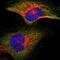Inhibitor Of Nuclear Factor Kappa B Kinase Subunit Beta antibody, NBP1-87699, Novus Biologicals, Immunofluorescence image 