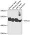 Staufen Double-Stranded RNA Binding Protein 2 antibody, 19-060, ProSci, Western Blot image 