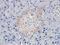 Bromodomain Adjacent To Zinc Finger Domain 2A antibody, orb382907, Biorbyt, Immunohistochemistry paraffin image 