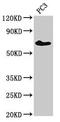 Intestinal Cell Kinase antibody, CSB-PA891800LA01HU, Cusabio, Western Blot image 