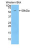 Chromogranin B antibody, LS-C293336, Lifespan Biosciences, Western Blot image 