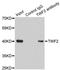 hA6RP antibody, LS-C334347, Lifespan Biosciences, Immunoprecipitation image 