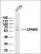 Copine 8 antibody, orb182717, Biorbyt, Western Blot image 