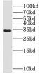 Spermidine Synthase antibody, FNab08170, FineTest, Western Blot image 