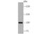 Ubiquitin Specific Peptidase 11 antibody, A05225, Boster Biological Technology, Western Blot image 