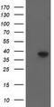 HDJ1 antibody, TA502194, Origene, Western Blot image 