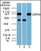 Heat Shock Protein 90 Beta Family Member 1 antibody, orb87656, Biorbyt, Western Blot image 