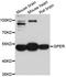 G Protein-Coupled Estrogen Receptor 1 antibody, abx125895, Abbexa, Western Blot image 