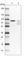 Lysine Acetyltransferase 7 antibody, HPA044470, Atlas Antibodies, Western Blot image 