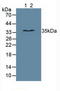 N-Methylpurine DNA Glycosylase antibody, LS-C295650, Lifespan Biosciences, Western Blot image 