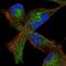Glycosyltransferase 8 Domain Containing 2 antibody, NBP1-83538, Novus Biologicals, Immunofluorescence image 