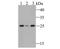 Glutathione S-Transferase Kappa 1 antibody, NBP2-80461, Novus Biologicals, Western Blot image 