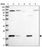 Acireductone Dioxygenase 1 antibody, NBP1-89037, Novus Biologicals, Western Blot image 