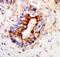 Interleukin 13 Receptor Subunit Alpha 2 antibody, PA5-46976, Invitrogen Antibodies, Immunohistochemistry frozen image 