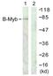 MYB Proto-Oncogene Like 2 antibody, LS-C117831, Lifespan Biosciences, Western Blot image 