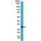 Glycoprotein hormones alpha chain antibody, M00739-2, Boster Biological Technology, Western Blot image 
