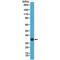  antibody, M00739-2, Boster Biological Technology, Western Blot image 