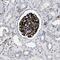 Olfactomedin Like 2A antibody, PA5-54577, Invitrogen Antibodies, Immunohistochemistry frozen image 