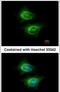 Activating Signal Cointegrator 1 Complex Subunit 2 antibody, PA5-30849, Invitrogen Antibodies, Immunofluorescence image 