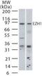 Enhancer Of Zeste 1 Polycomb Repressive Complex 2 Subunit antibody, PA1-41114, Invitrogen Antibodies, Western Blot image 