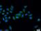 Flk antibody, 25287-1-AP, Proteintech Group, Immunofluorescence image 