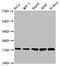 Translocator protein antibody, CSB-RA025168A0HU, Cusabio, Western Blot image 