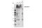 ATP Binding Cassette Subfamily C Member 2 antibody, 4446S, Cell Signaling Technology, Western Blot image 