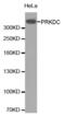 Protein Kinase, DNA-Activated, Catalytic Subunit antibody, abx001229, Abbexa, Western Blot image 