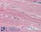 Acetylcholinesterase antibody, LS-B1819, Lifespan Biosciences, Immunohistochemistry paraffin image 