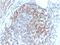 CD6 Molecule antibody, GTX02609, GeneTex, Immunohistochemistry paraffin image 