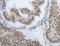 A-Kinase Anchoring Protein 8 antibody, LS-C405747, Lifespan Biosciences, Immunohistochemistry paraffin image 