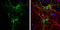 Aquaporin 4 antibody, GTX133151, GeneTex, Immunofluorescence image 