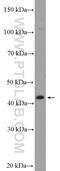 GATA Binding Protein 5 antibody, 55433-1-AP, Proteintech Group, Western Blot image 