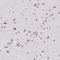 Serine And Arginine Rich Splicing Factor 7 antibody, PA5-63368, Invitrogen Antibodies, Immunohistochemistry frozen image 