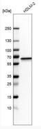 N-Myristoyltransferase 1 antibody, NBP1-82547, Novus Biologicals, Western Blot image 