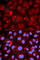 Peptidyl Arginine Deiminase 4 antibody, A1906, ABclonal Technology, Immunofluorescence image 