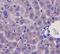 Myelin Oligodendrocyte Glycoprotein antibody, orb11068, Biorbyt, Immunohistochemistry paraffin image 