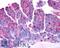G Protein-Coupled Receptor 37 antibody, LS-A131, Lifespan Biosciences, Immunohistochemistry paraffin image 