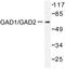 GAD67 antibody, AP06389PU-N, Origene, Western Blot image 