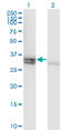 Caspase 1 antibody, LS-C133008, Lifespan Biosciences, Western Blot image 