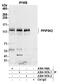 Diphosphoinositol Pentakisphosphate Kinase 2 antibody, A304-167A, Bethyl Labs, Immunoprecipitation image 