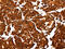 Aldolase, Fructose-Bisphosphate A antibody, CSB-PA955823, Cusabio, Immunohistochemistry frozen image 