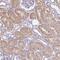 Cytosolic Thiouridylase Subunit 1 antibody, NBP2-47500, Novus Biologicals, Immunohistochemistry frozen image 