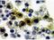 NLR Family Pyrin Domain Containing 1 antibody, NB100-56147, Novus Biologicals, Immunohistochemistry paraffin image 