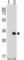Testis Specific Serine Kinase 6 antibody, abx027952, Abbexa, Western Blot image 