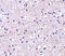 Radiation-inducible immediate-early gene IEX-1 antibody, 4247, ProSci, Immunohistochemistry paraffin image 